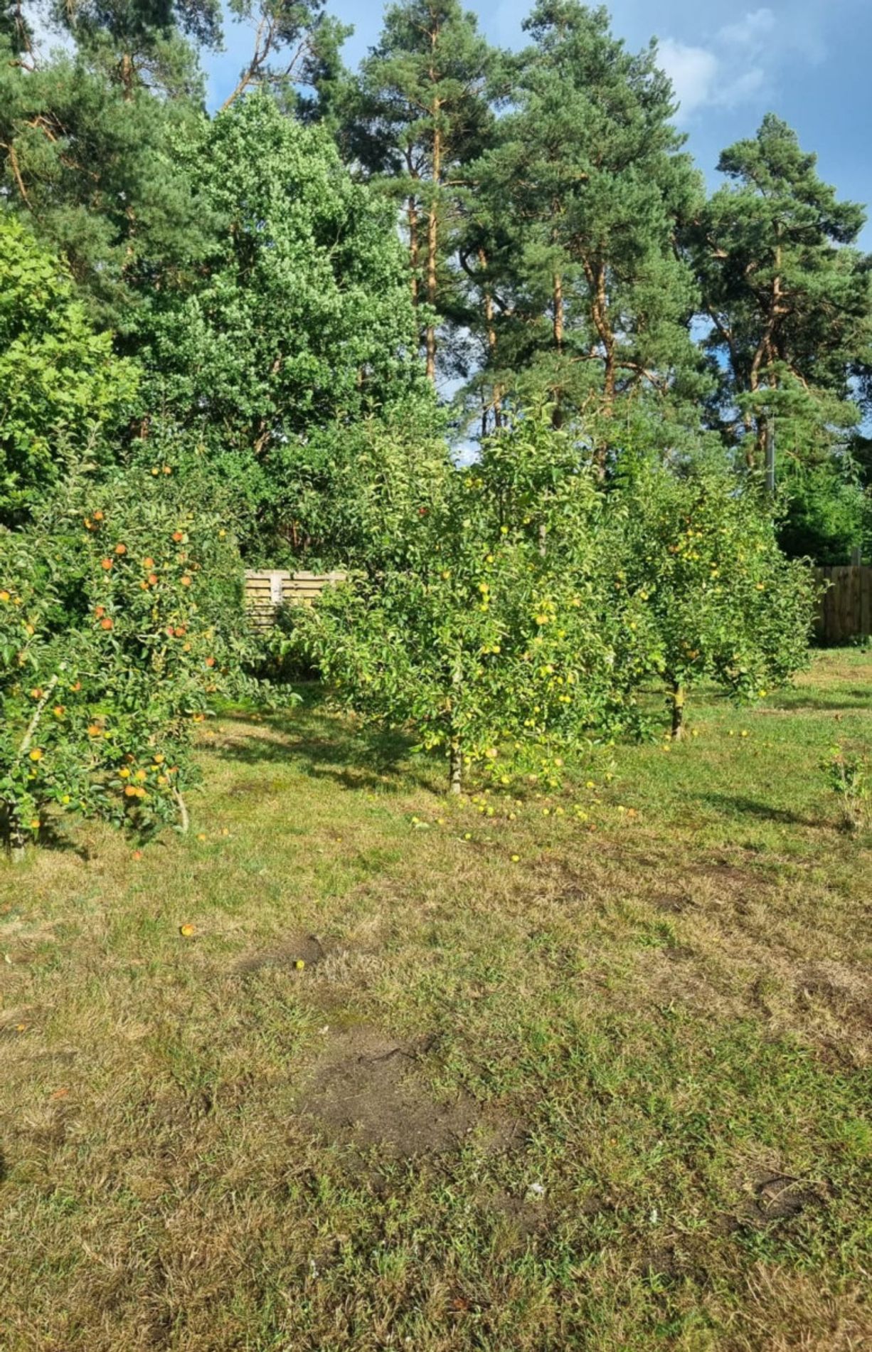 Apfelgarten