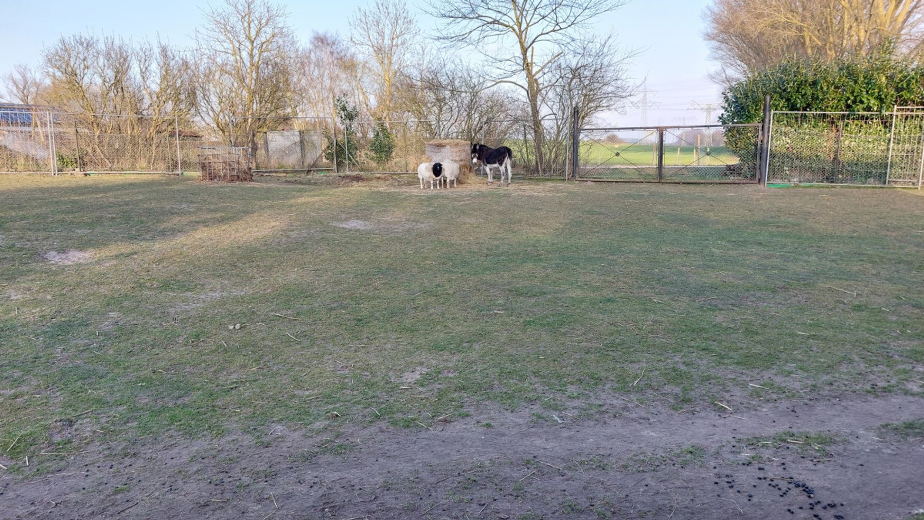 Wohlfühlzone f. Schafe u Esel