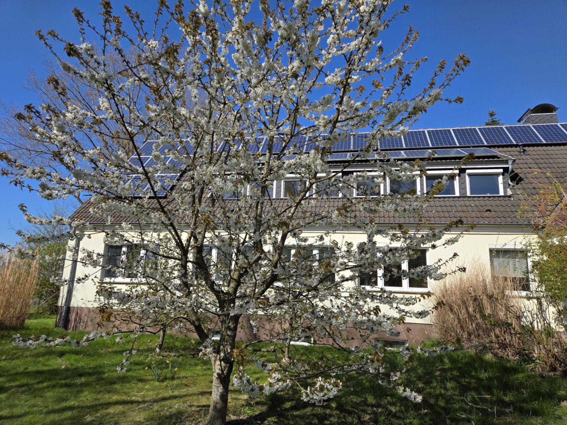 Obstbäume