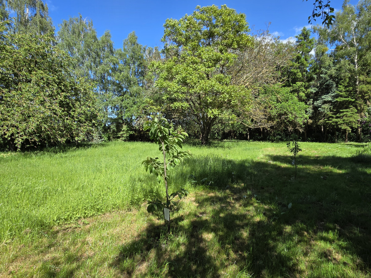 Wiese mit Obstbäumen